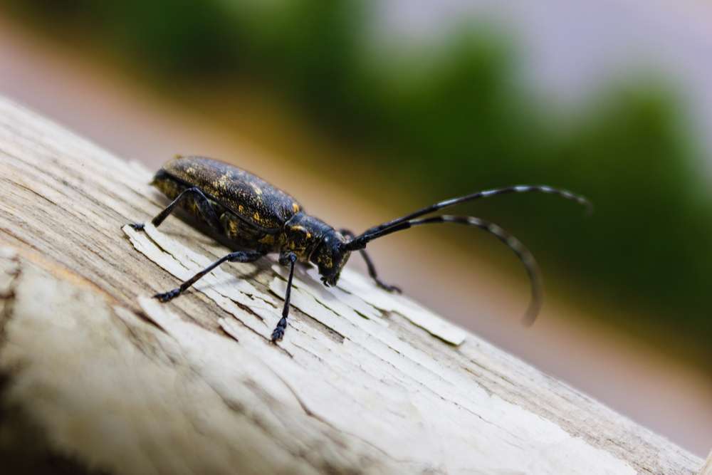 New Invasive Forest Pest Arrives in South Carolina 2