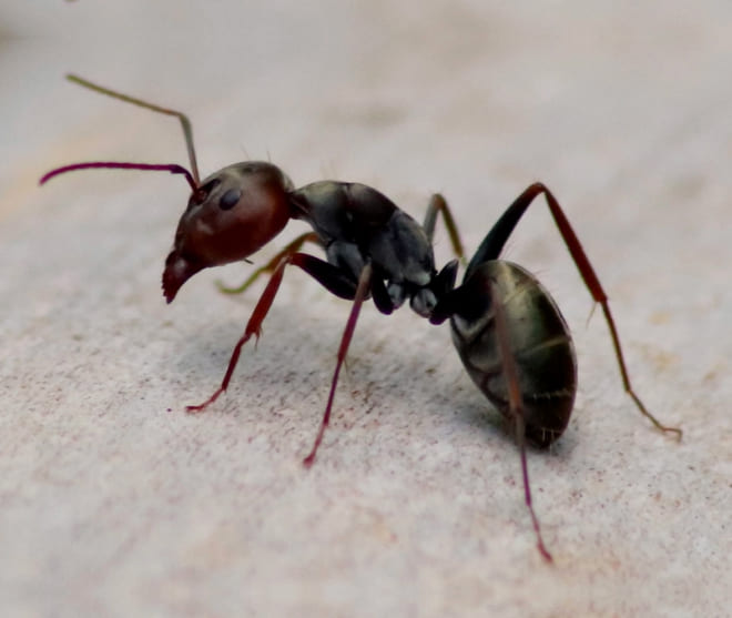 Ant_Control