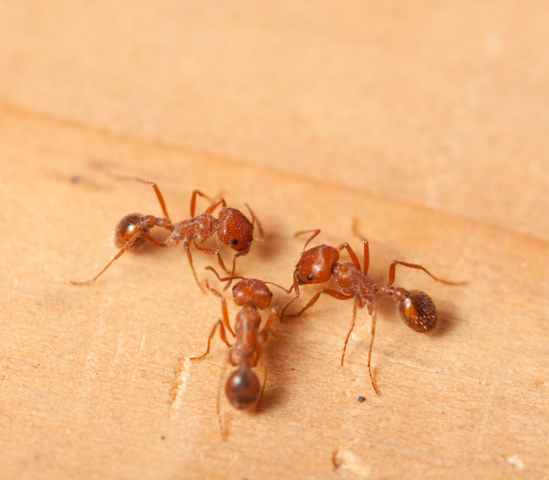 Comprehensive Ant Control Solutions in South Carolina