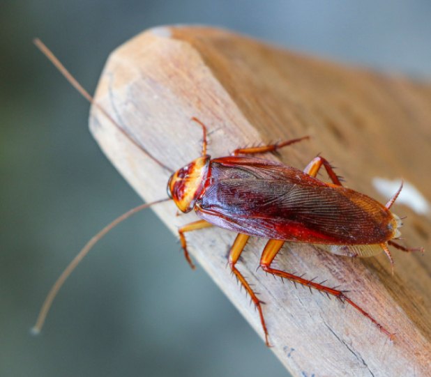 Comprehensive Cockroach Solutions for South Carolina Homes and Businesses
