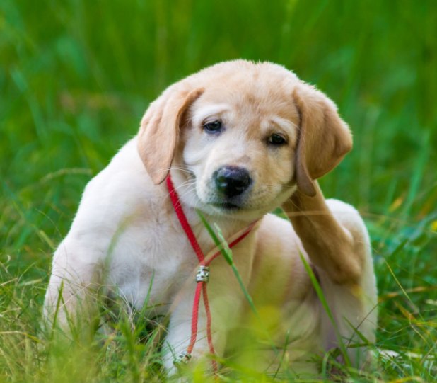 Effective Flea & Tick Solutions for South Carolina Properties