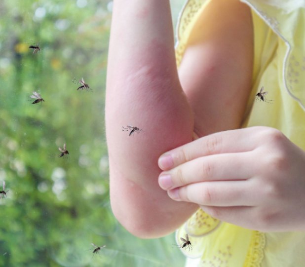 Effective Mosquito Solutions for South Carolina Properties