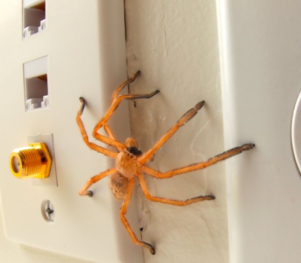 Professional Spider Extermination by Team Veterans Pest Control