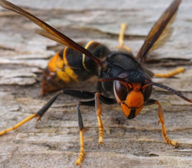 Targeted Removal of Wasps, Hornets & Yellow Jackets