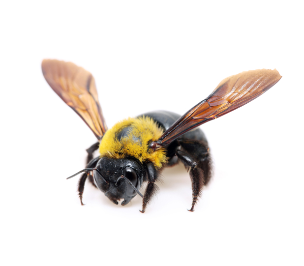Protect Your Home from Costly Carpenter Bee Damage