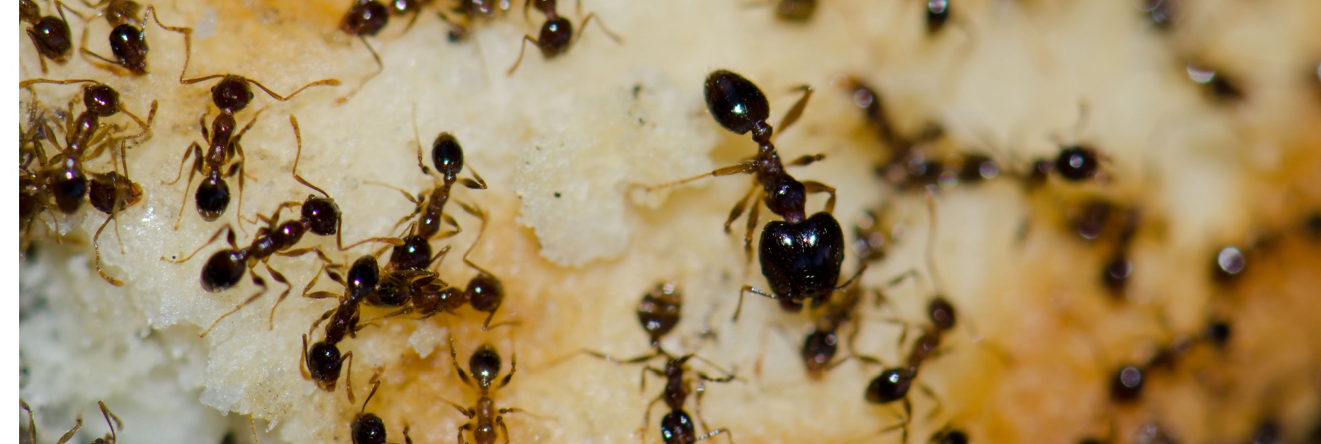 How to Safely Eliminate Ants From Your Myrtle Beach Home
