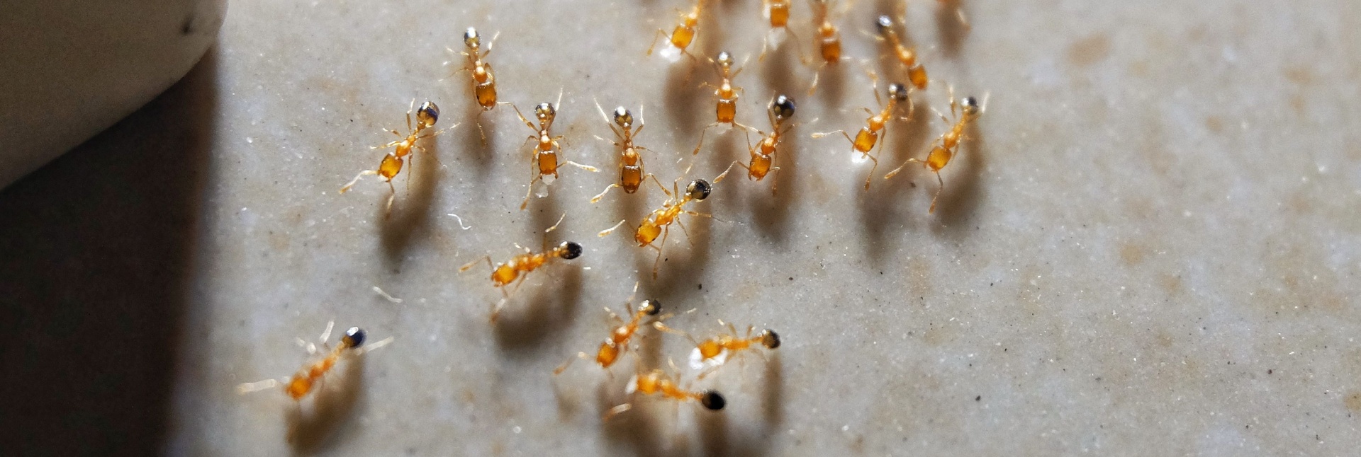 Should I Be Worried if I See an Ant Trail in My Kitchen?
