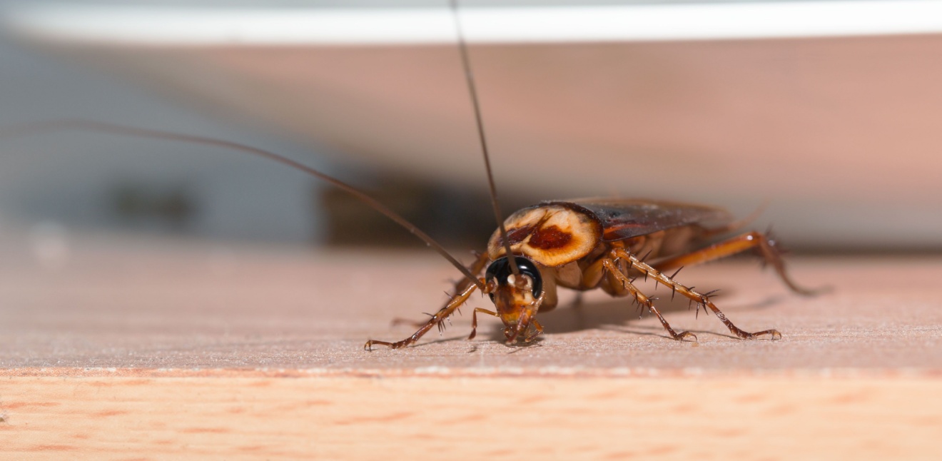 Why Cockroaches Thrive in Coastal Climates Like Myrtle Beach