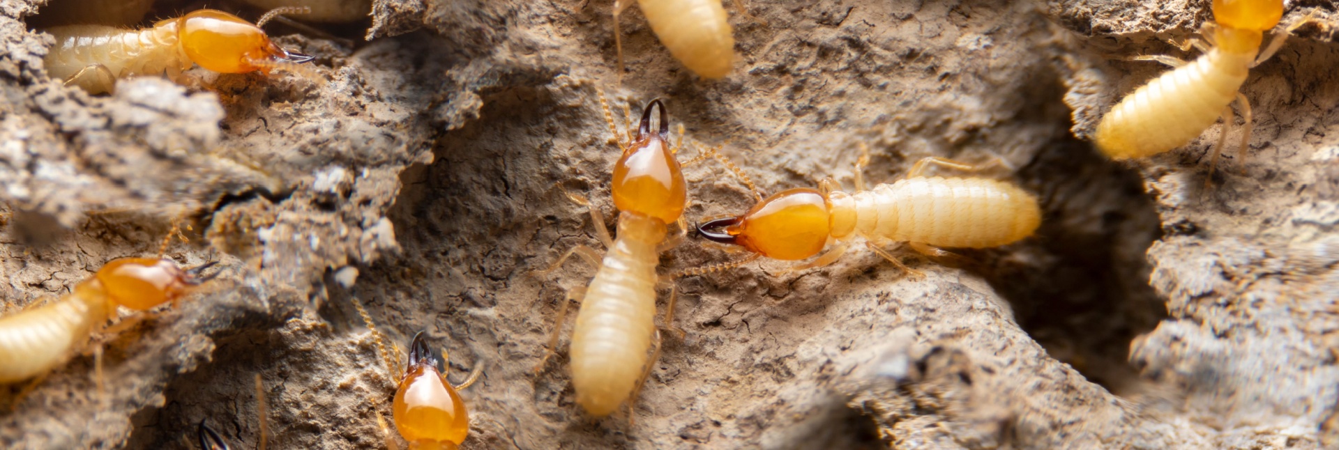 Termite Treatment Options: What Works Best in Coastal South Carolina