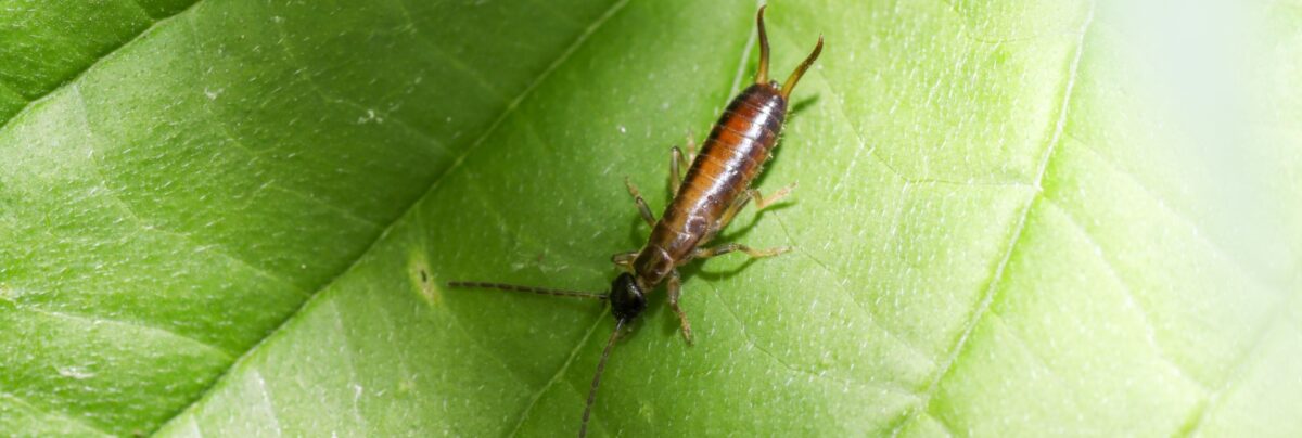 Earwig Prevention Tips for Gardeners in Myrtle Beach