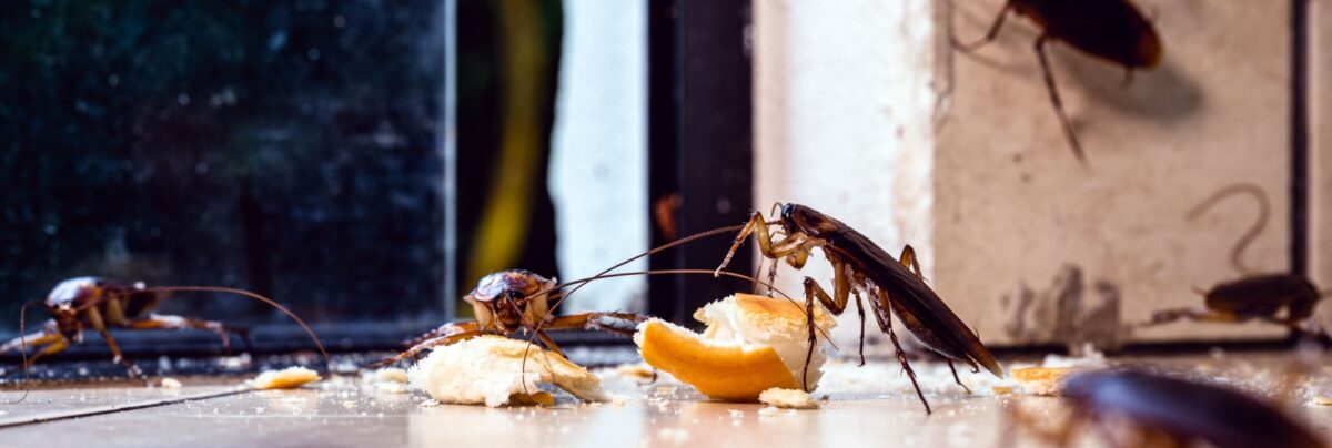 How Cockroaches Invade Your Home and Ways to Keep Them Out