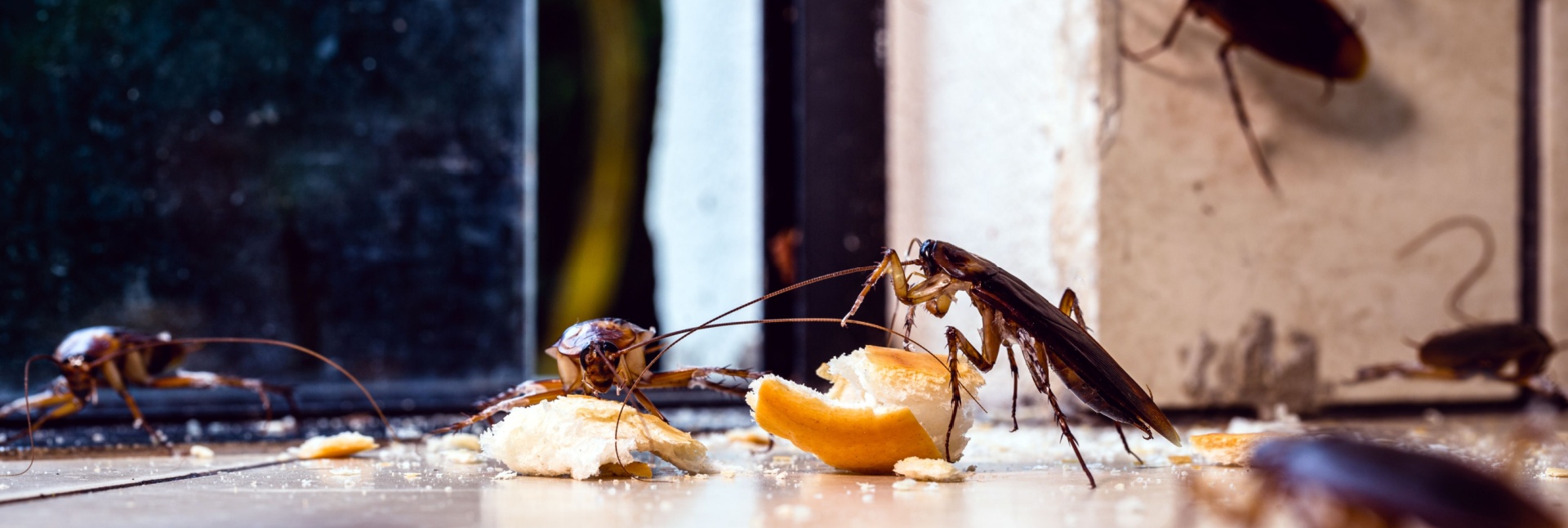 How Cockroaches Invade Your Home and Ways to Keep Them Out