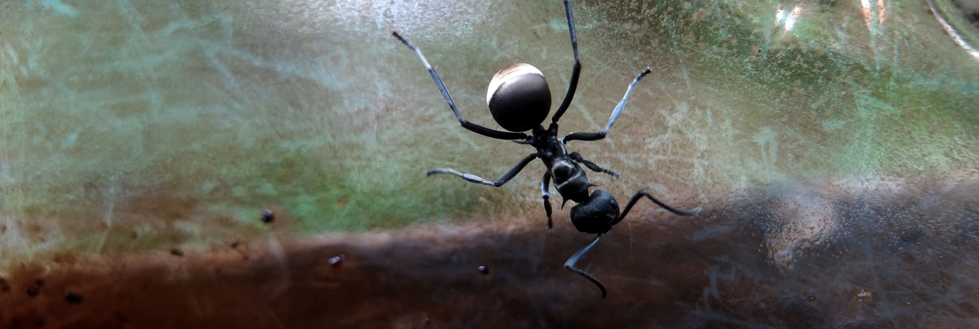 Ant Control Experts in Myrtle Beach, SC