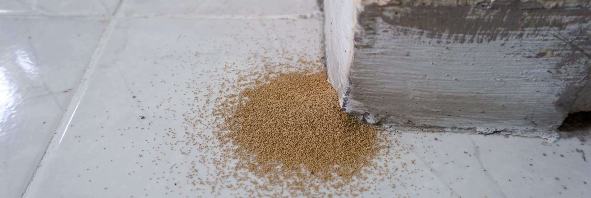 How to Protect Your Myrtle Beach Property from Termite Damage