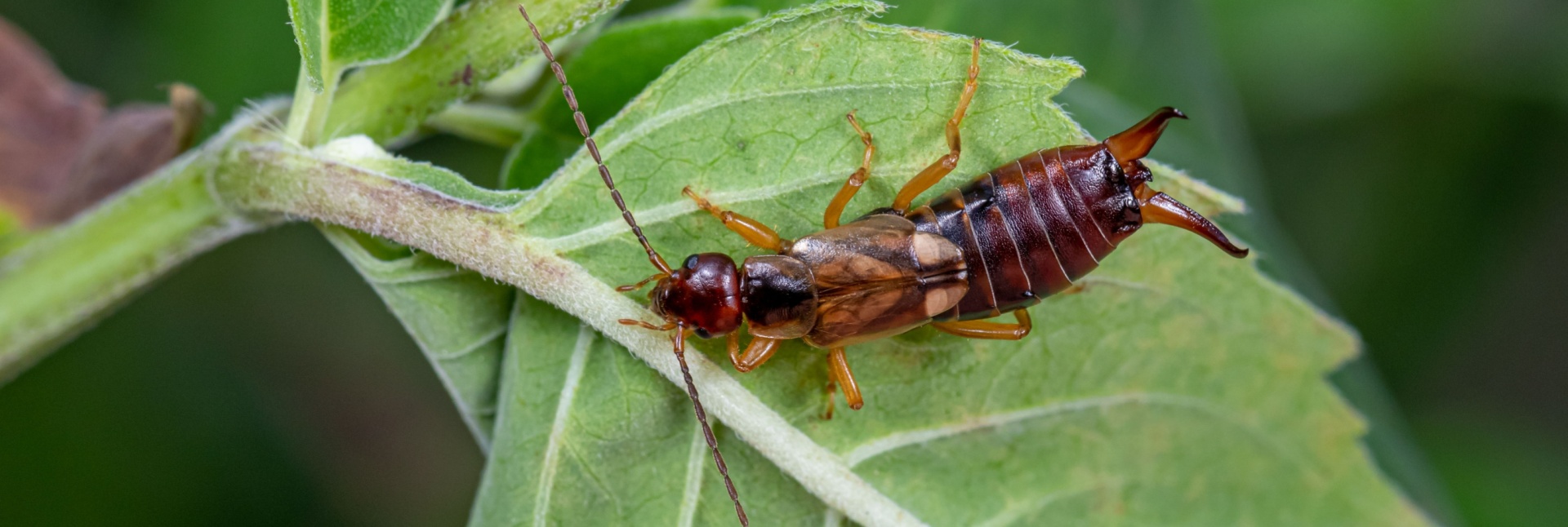 How to Spot Earwig Damage on Outdoor Plants and Shrubs
