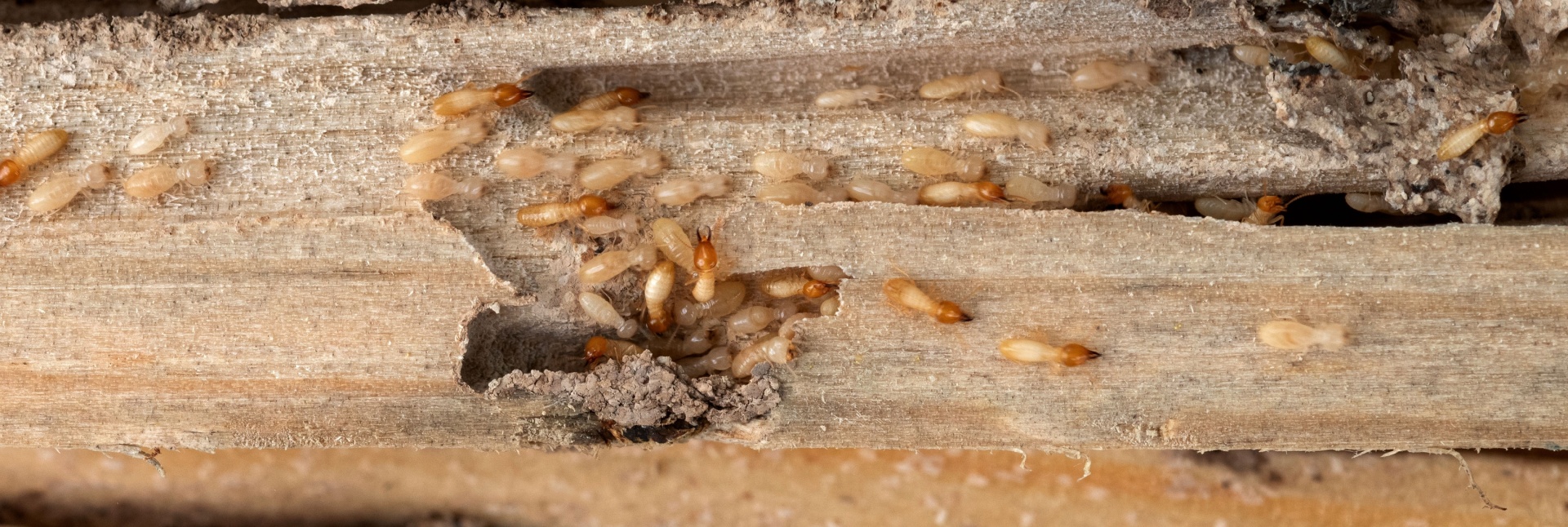 Signs of a Termite Infestation You Should Never Ignore