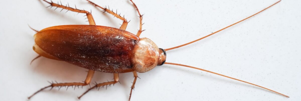 Cockroach Allergies: How These Pests Affect Your Health