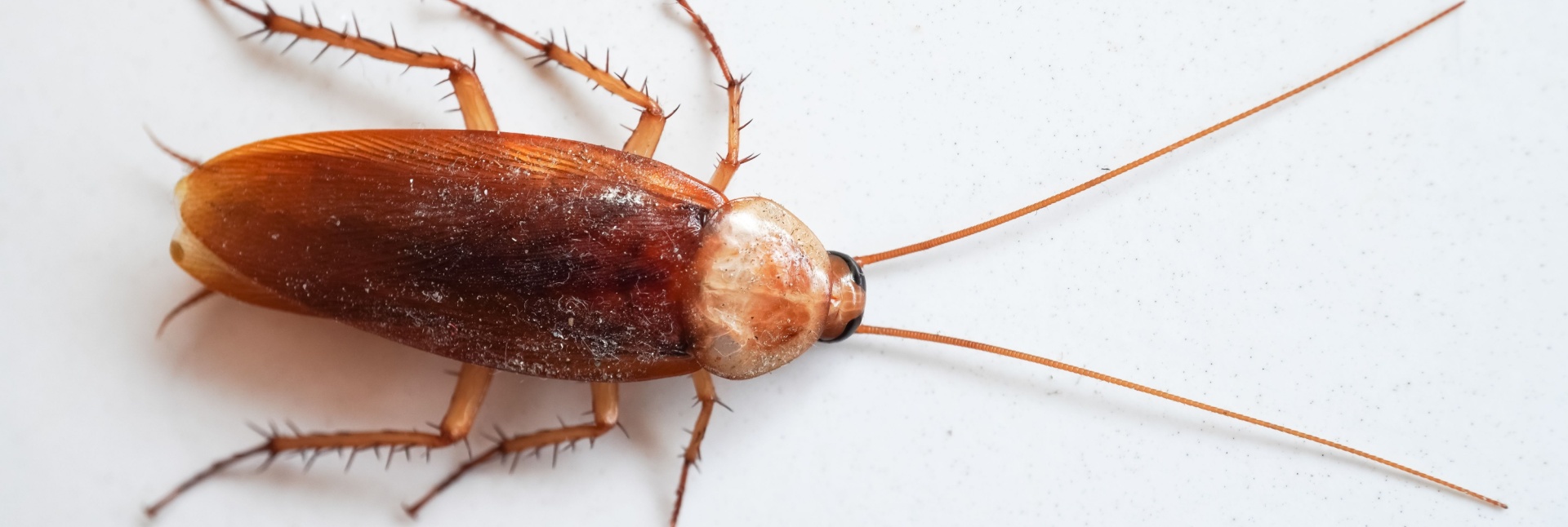 Cockroach Allergies: How These Pests Affect Your Health