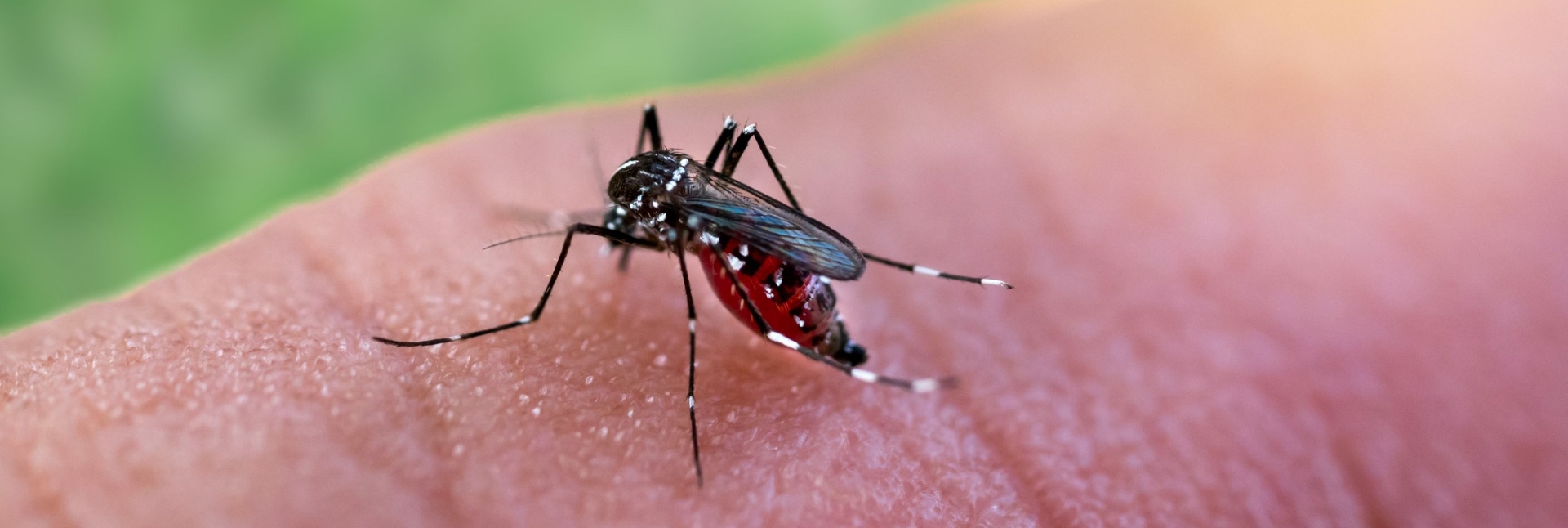 Mosquito-Borne Diseases in South Carolina: What You Need to Know