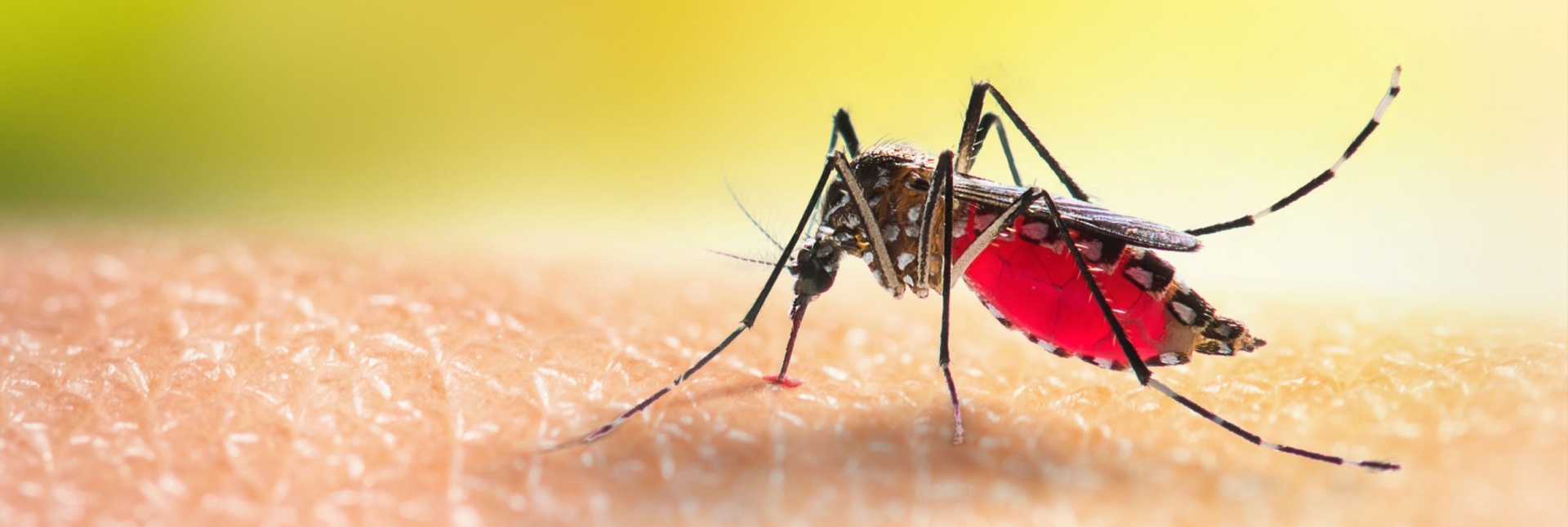 Effective Mosquito Control Tips to Enjoy Your Myrtle Beach Backyard
