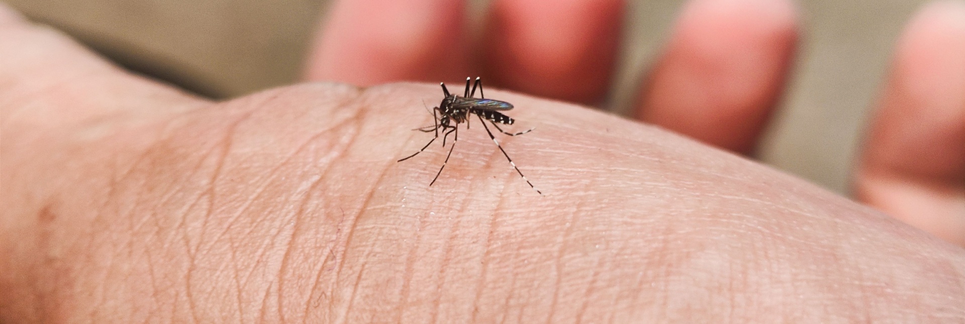 Mosquito Control Experts in Myrtle Beach, SC