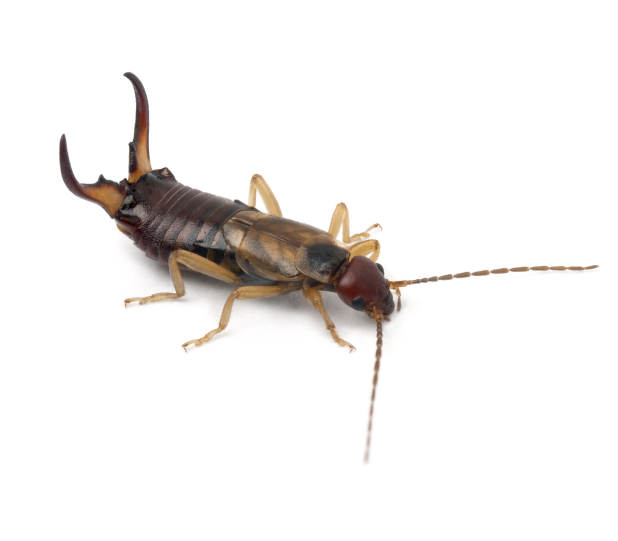 Specialized Earwig Management for South Carolina Homes