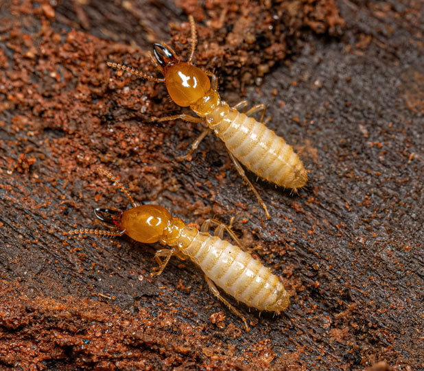 Termite Baiting Internal