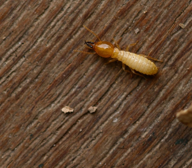Termite Treatment and Prevention Services in South Carolina