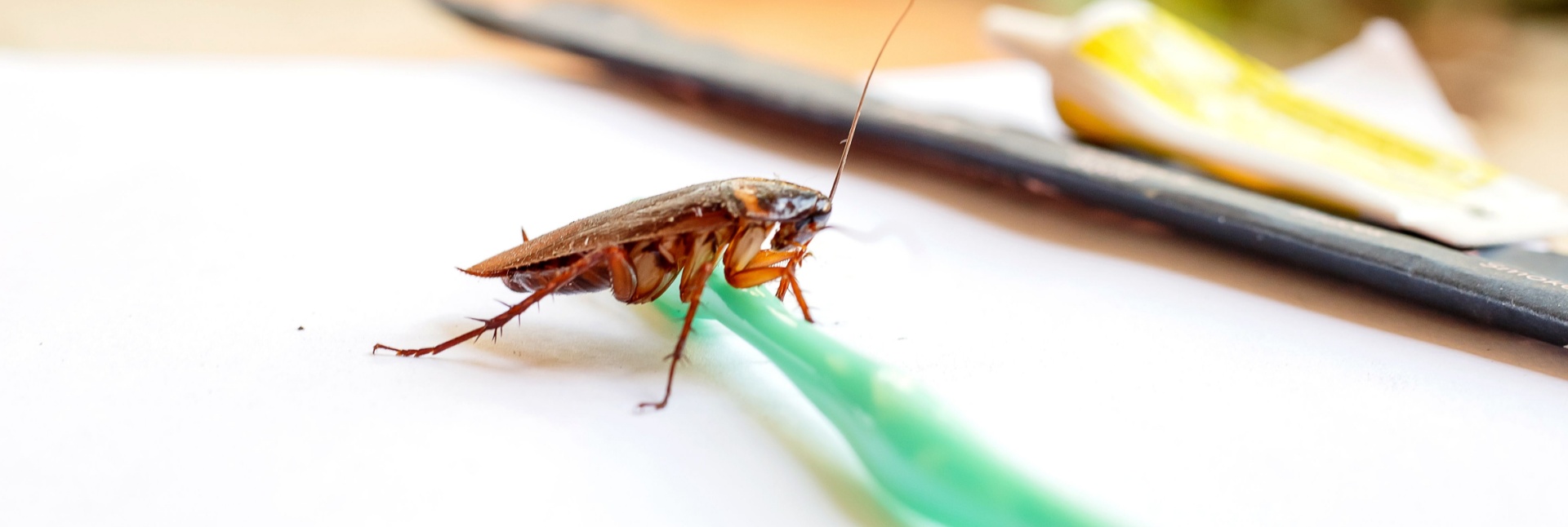 Are Cockroaches Dangerous? Health Risks for Myrtle Beach Families