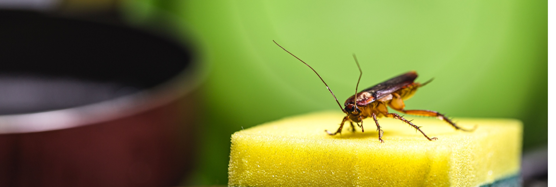 Cockroach Prevention Tips for Myrtle Beach Residents: Keep Pests Out for Good