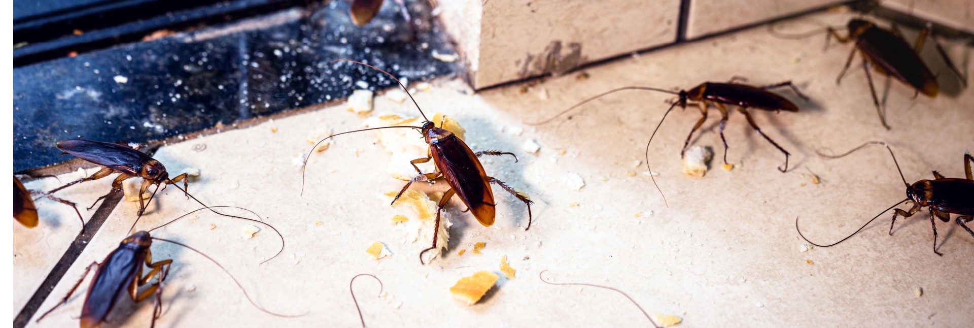Top Signs of a Cockroach Infestation in Your Myrtle Beach Home