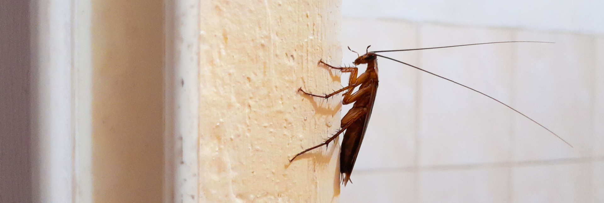 Why Myrtle Beach’s Climate Makes Cockroach Control a Year-Round Challenge