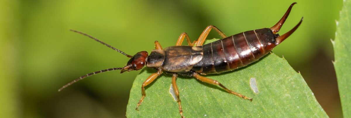 Earwig Behavior Explained: Why They’re Common in Charleston Gardens