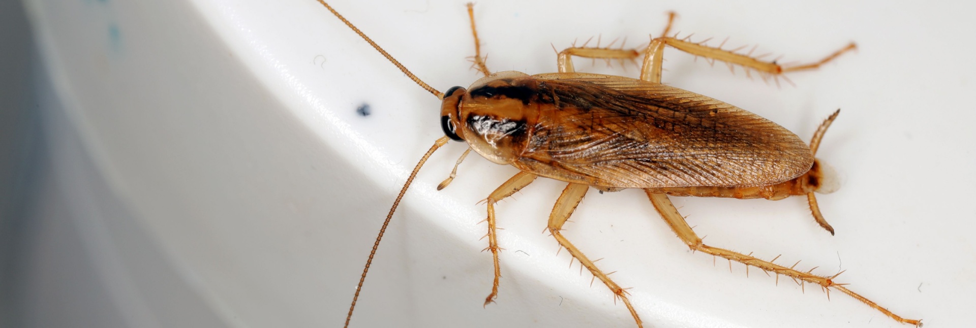 German Cockroaches in Myrtle Beach: What Every Homeowner Should Know