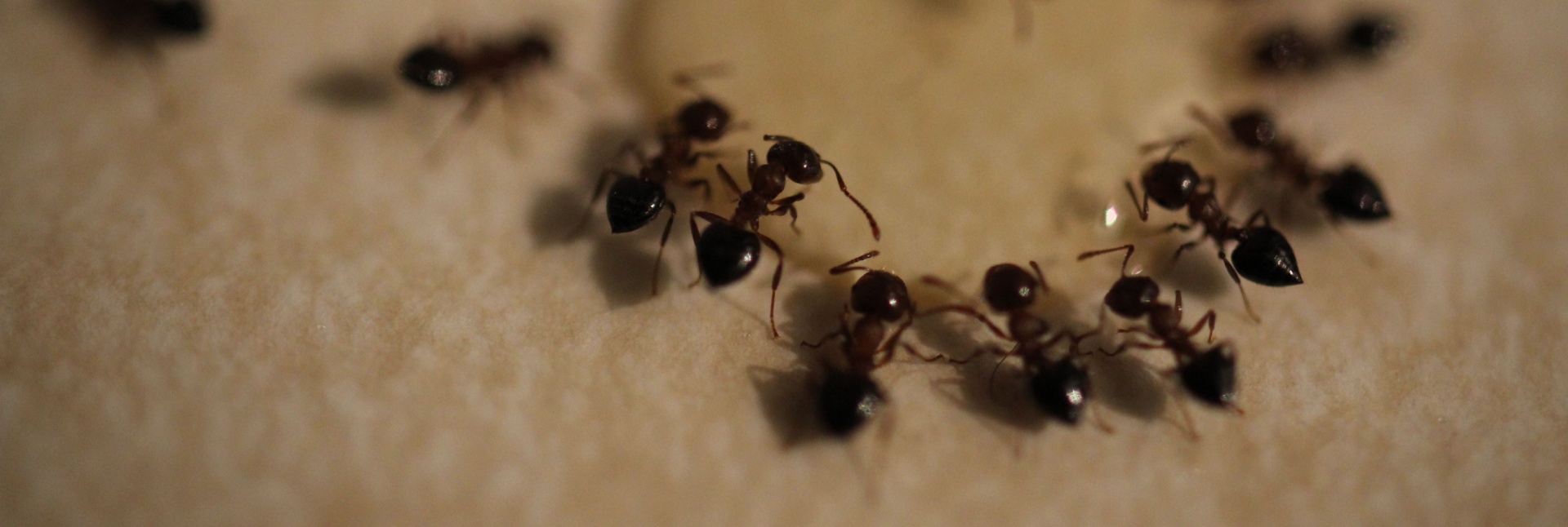 Do Ants Go Away in Winter? The Truth About South Carolina’s Climate