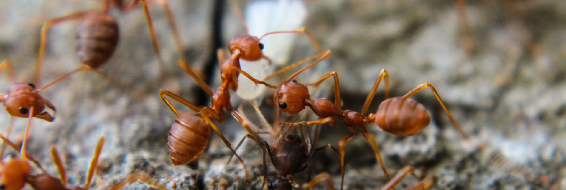 DIY Ant Control vs. Professional Treatment in Coastal South Carolina