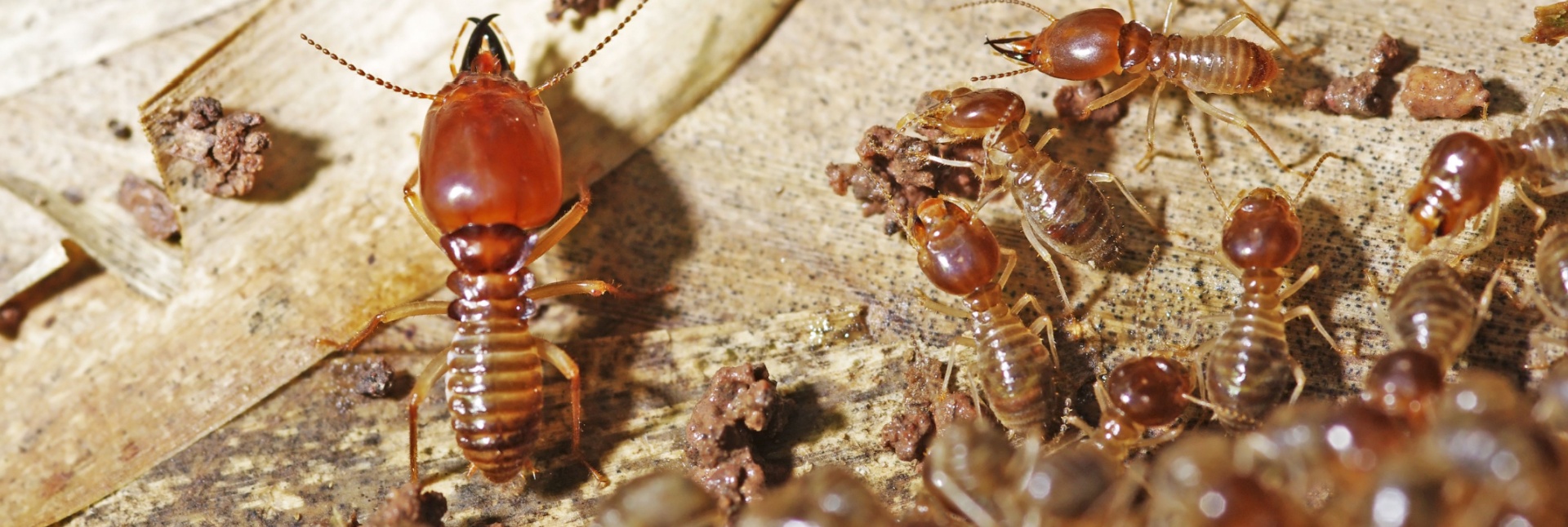 Why Annual Termite Inspections Are Essential in Charleston