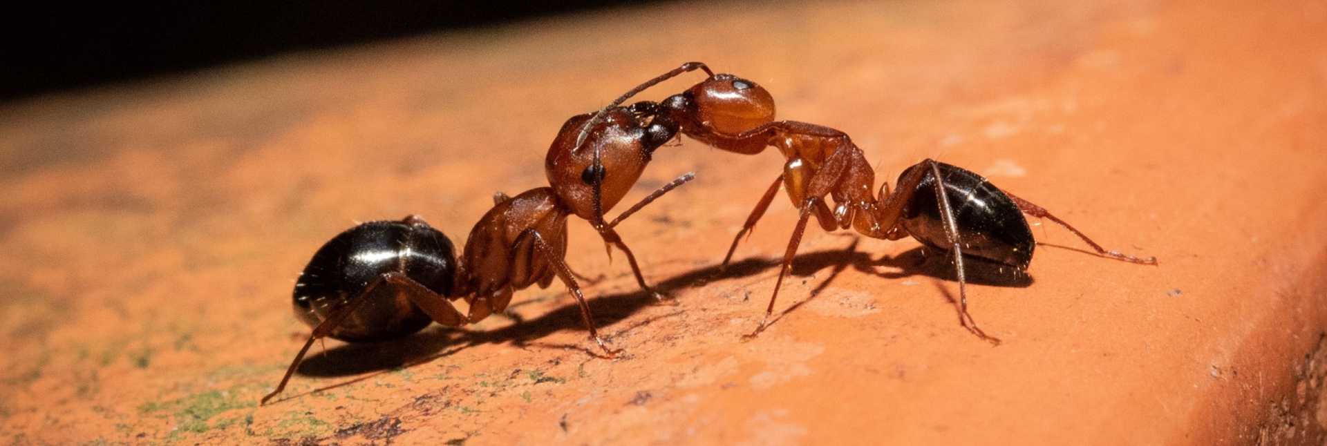 Carpenter Ants vs. Termites: How to Tell the Difference in Your Charleston Home