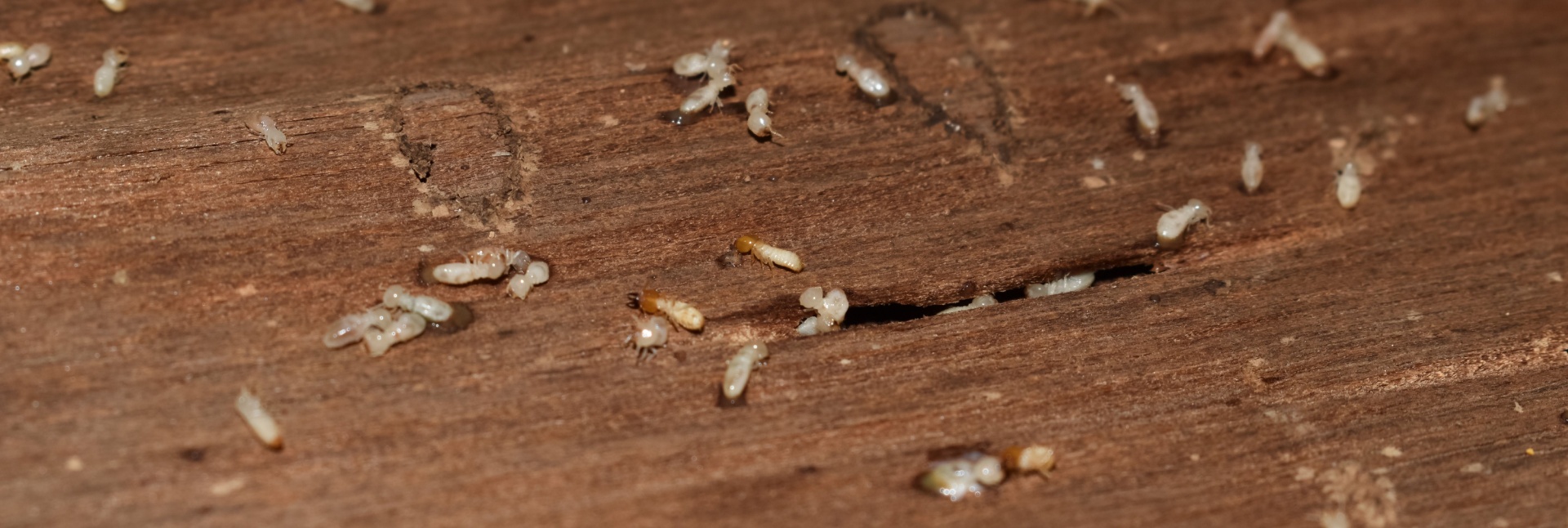 How to Spot Termite Activity Before It’s Too Late