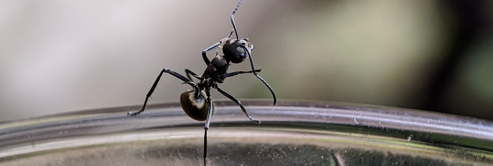 The Top 5 Ways to Ant-Proof Your Kitchen