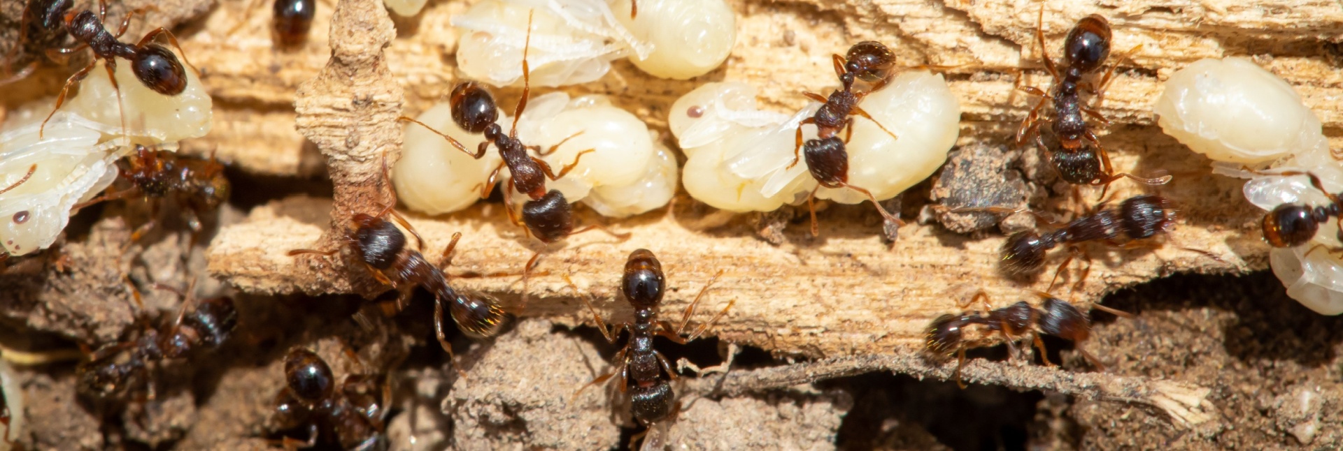 The Hidden Dangers of Ant Infestations: More Than Just a Nuisance