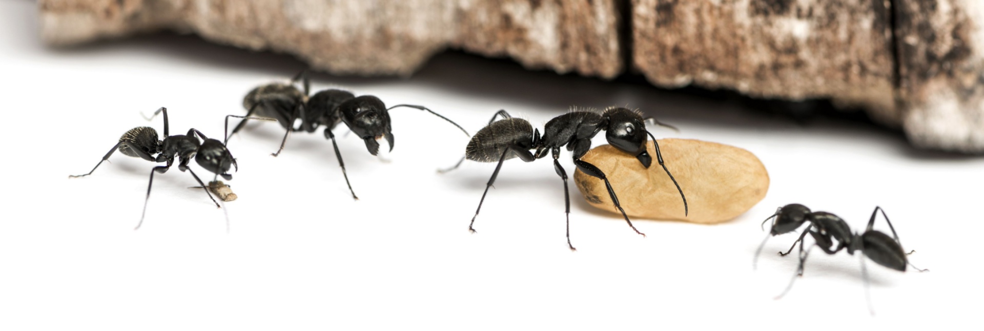 Why Ants Love Coastal Homes: Top Reasons for Infestations in Myrtle Beach