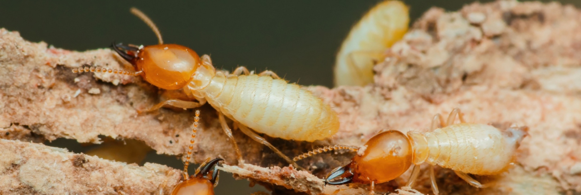 Why Termites Are a Year-Round Threat in Coastal South Carolina