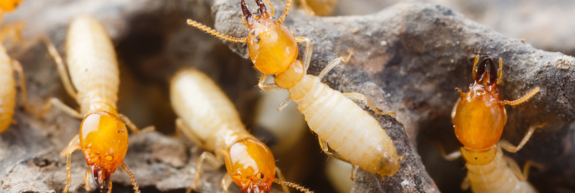 Signs You May Have a Hidden Termite Colony Under Your Myrtle Beach Home