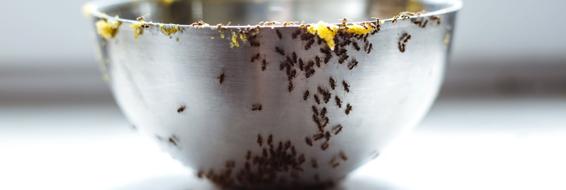 What Should I Do If I Have an Ant Infestation in My Kitchen?