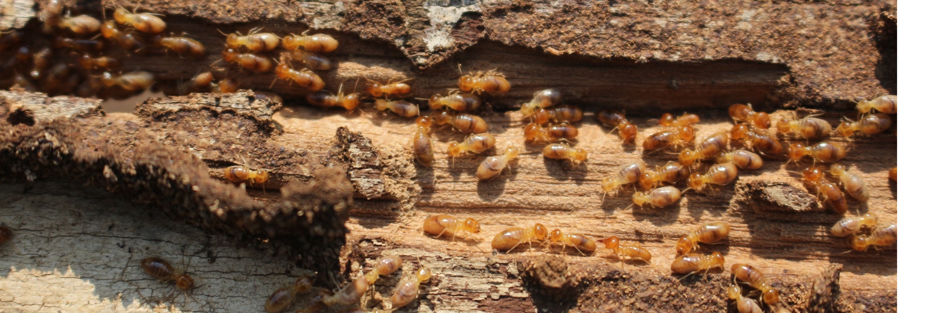 How Do I Know If I Have a Termite Infestation in My Myrtle Beach Home?