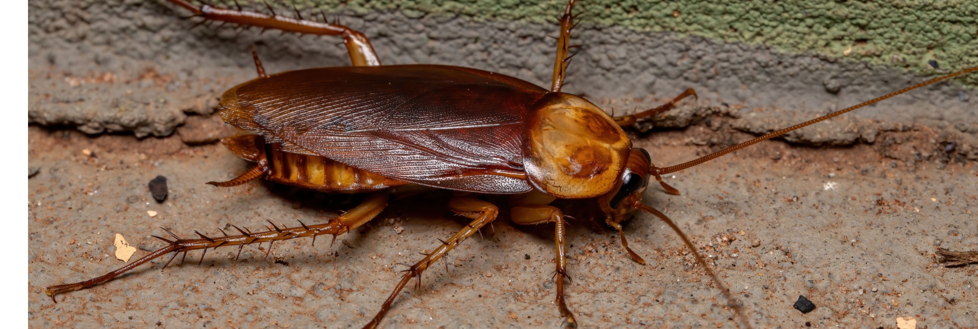 Palmetto Bugs vs. Cockroaches: What Myrtle Beach Homeowners Need to Know