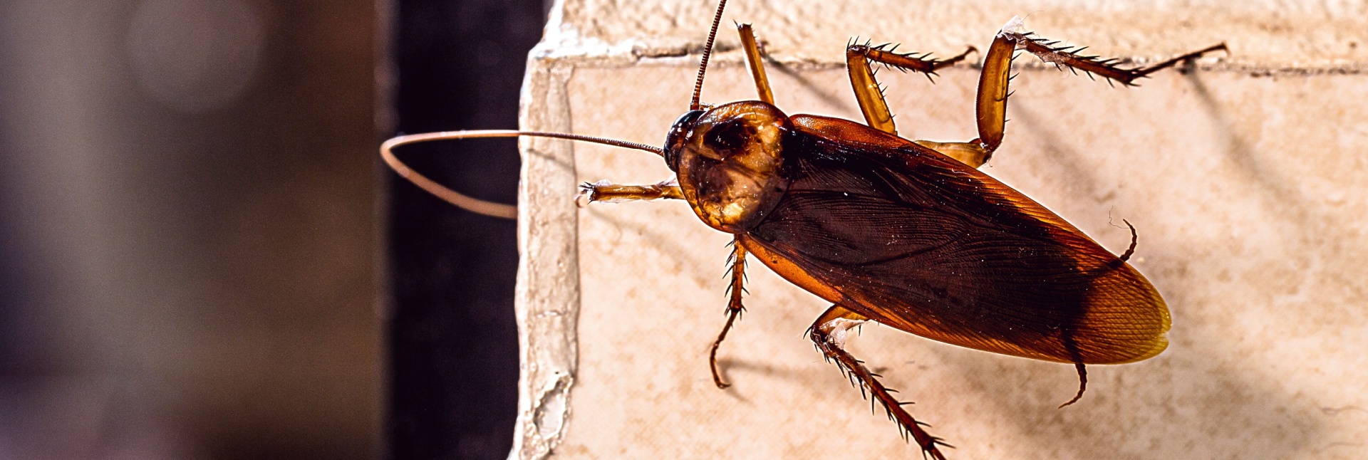 Signs You Need Professional Pest Control in Myrtle Beach